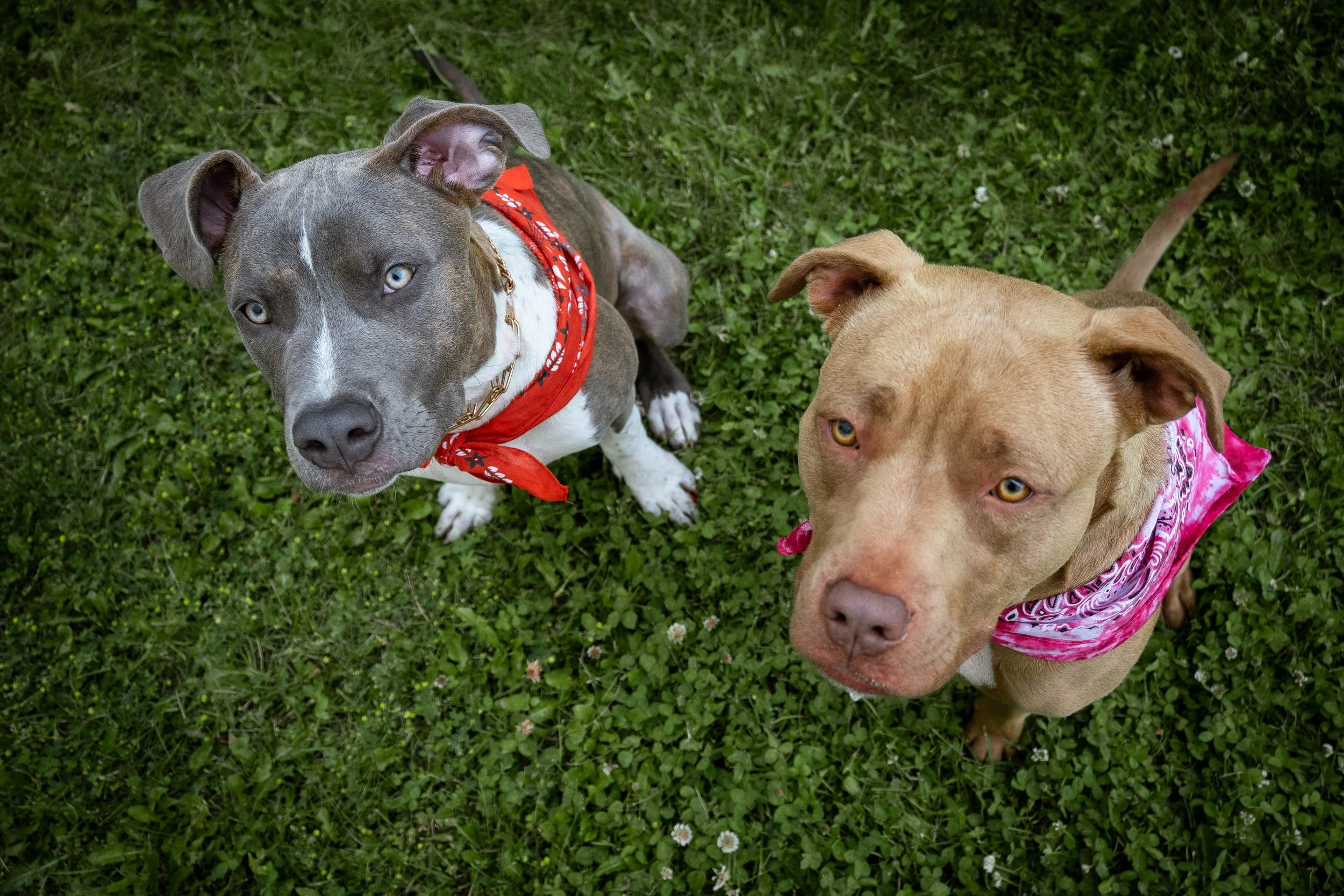 Innifil Family Photographer Innisfil dog photographer (9).jpg