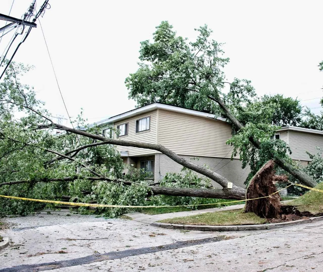 tree fell on a house and powerlines