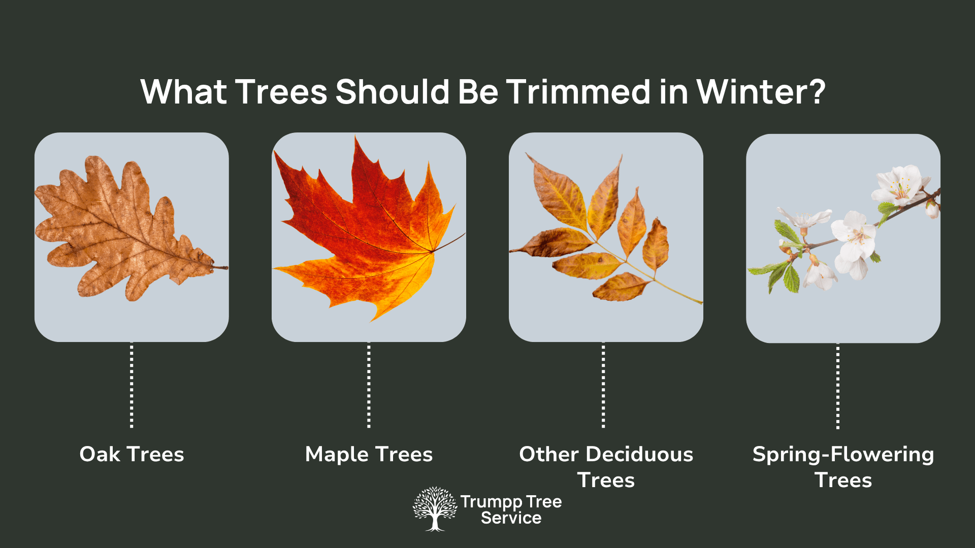 a graph showing the types of trees that can be trimmed in winter