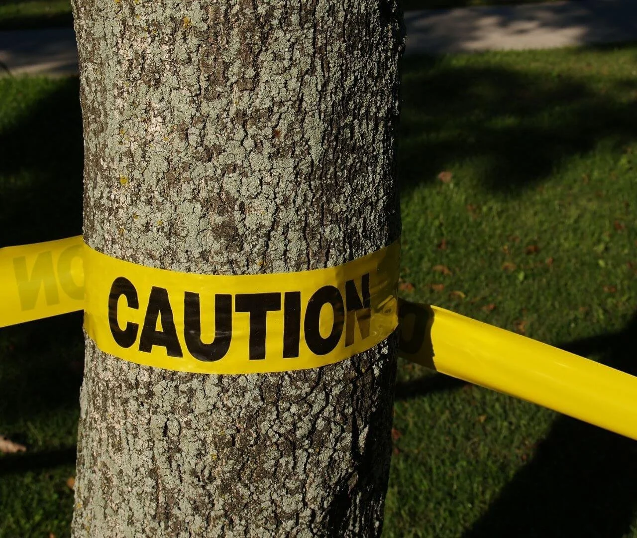 dangerous tree with caution tape around it