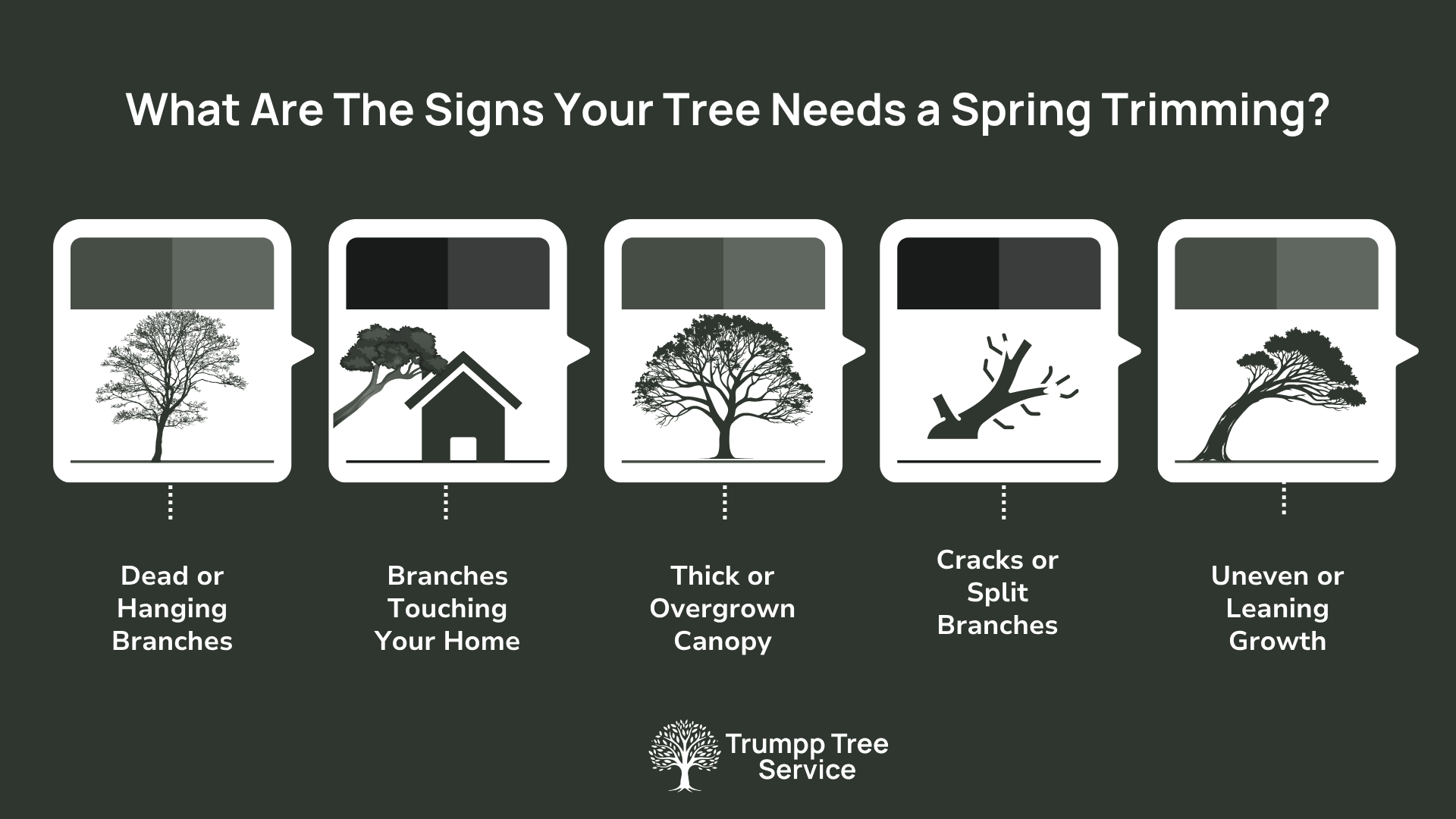 graphic showing What Are The Signs Your Tree Needs a Spring Trimming
