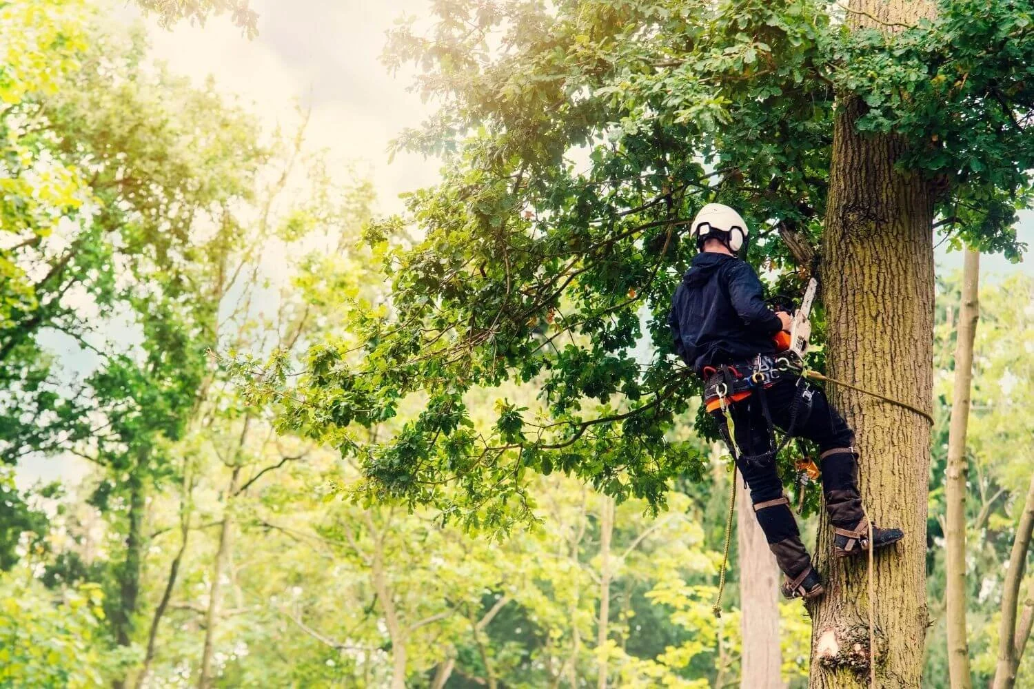 How To Find The Best Tree Removal Services in Eastern Michigan