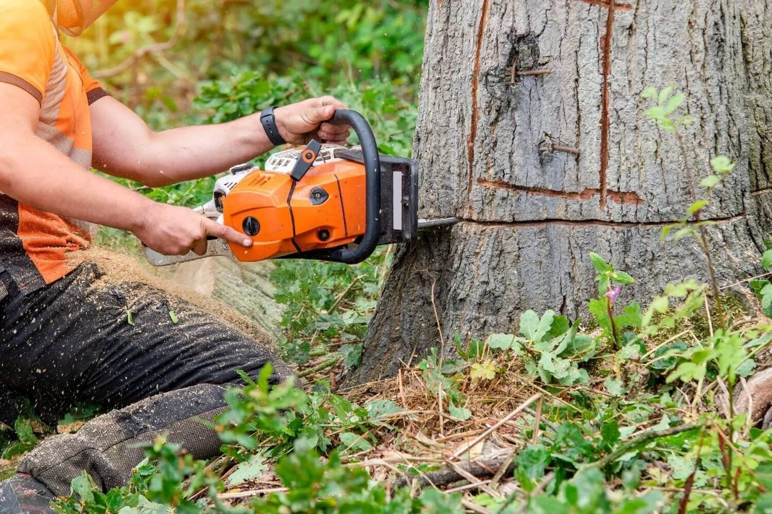 The Hidden Dangers of DIY Tree Removal