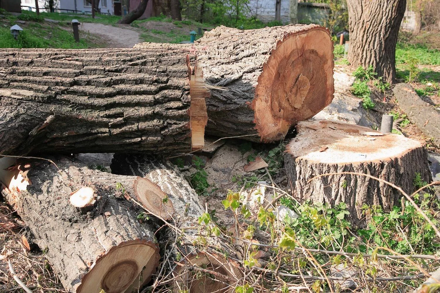 Need Help With Getting Trees Cut Down? Call Trumpp Tree Service Today