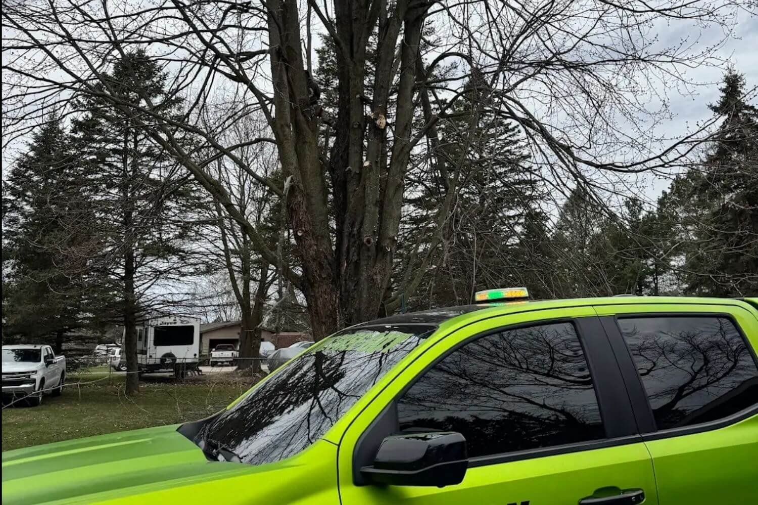 How To Find the Best Tree Company Near Me