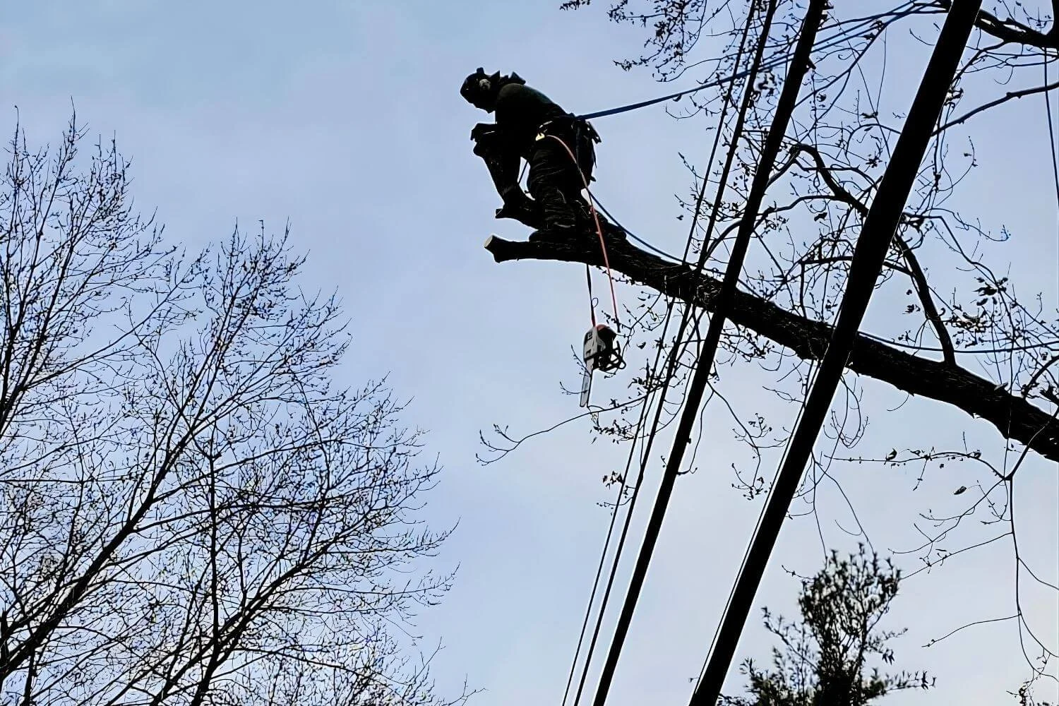 Why You Shouldn’t Handle a Dangerous Tree Removal on Your Own