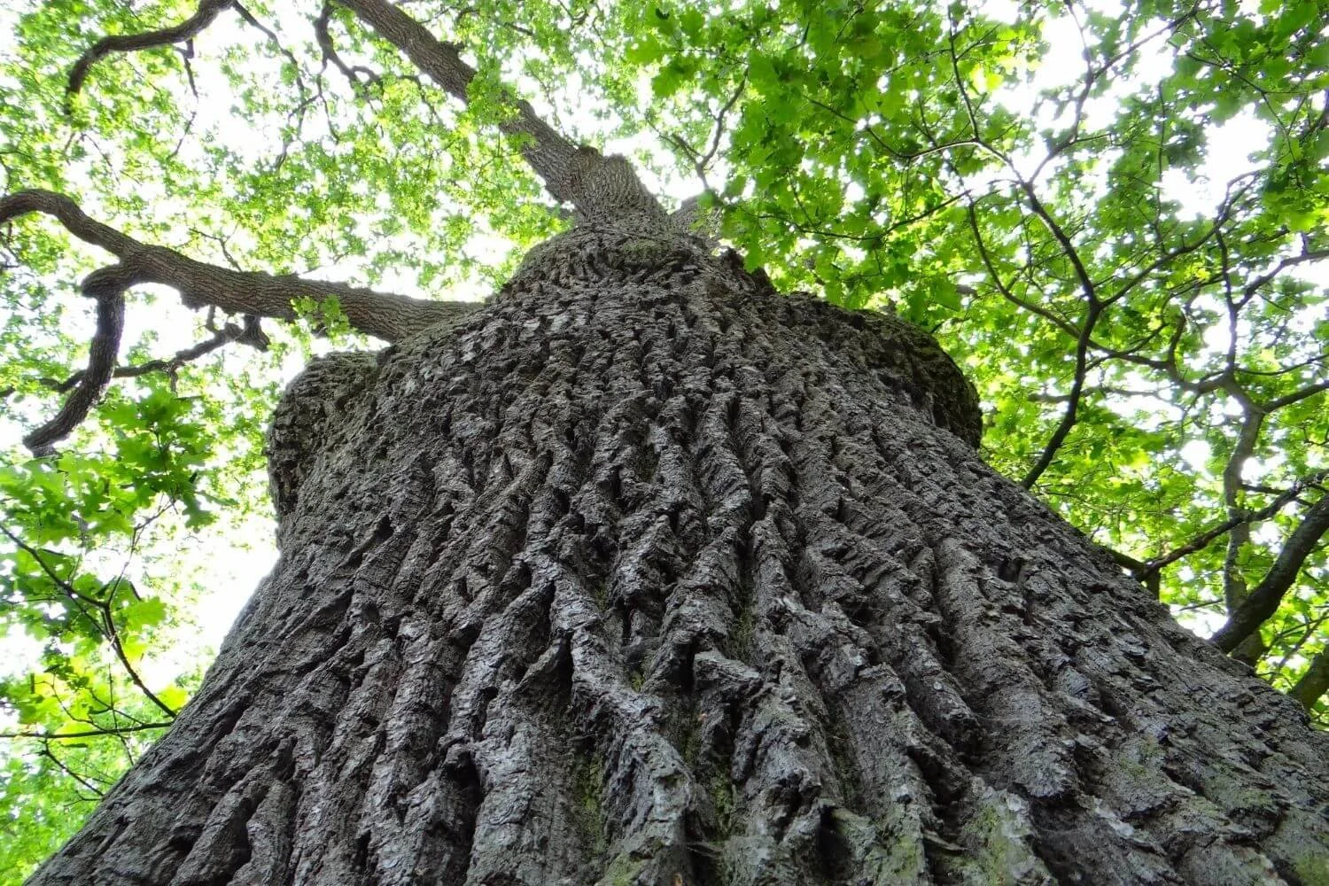 How to Cut Down Trees Safely: A Homeowner’s Guide to Knowing When to Call a Pro