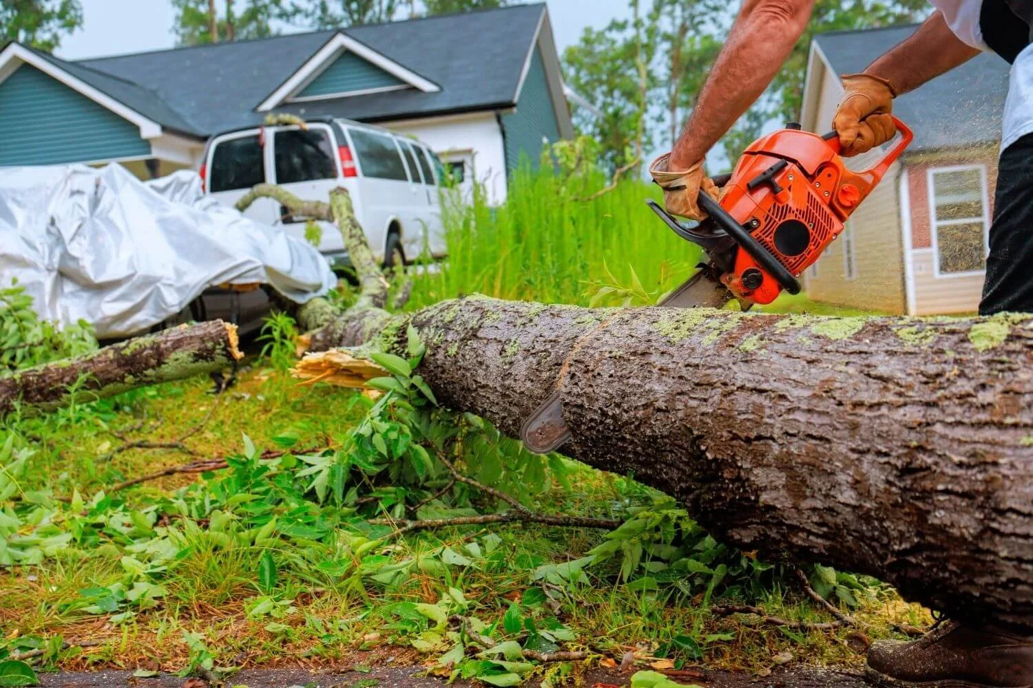 Will State Farm Pay for Tree Removal in Michigan?