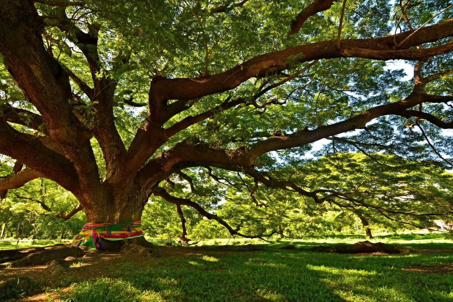 Large Tree Removal Done Right: Safety Tips for Michigan Homeowners
