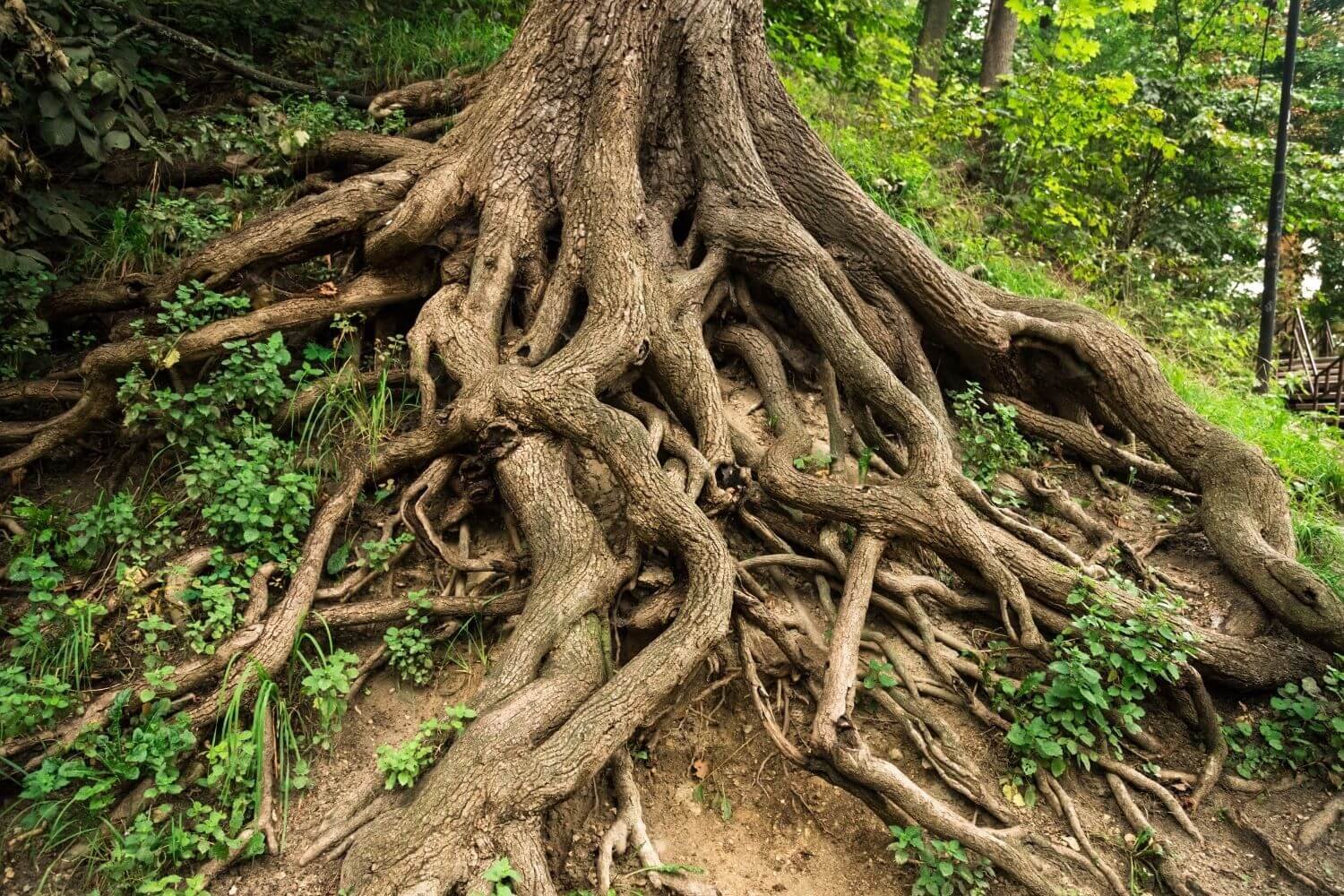 What Is Deep Root Fertilization, and Do I Really Need It?