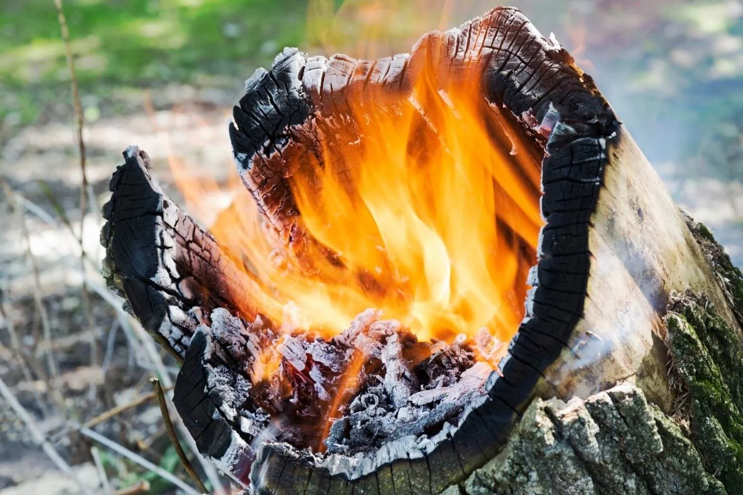 Stop! Here’s Why Burning Tree Stumps Is So Dangerous (And What To Do Instead)