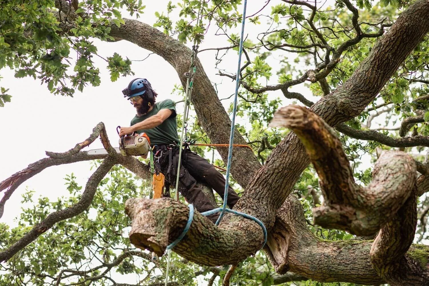 Preventative Tree Care: How To Prevent Damage Caused By Trees