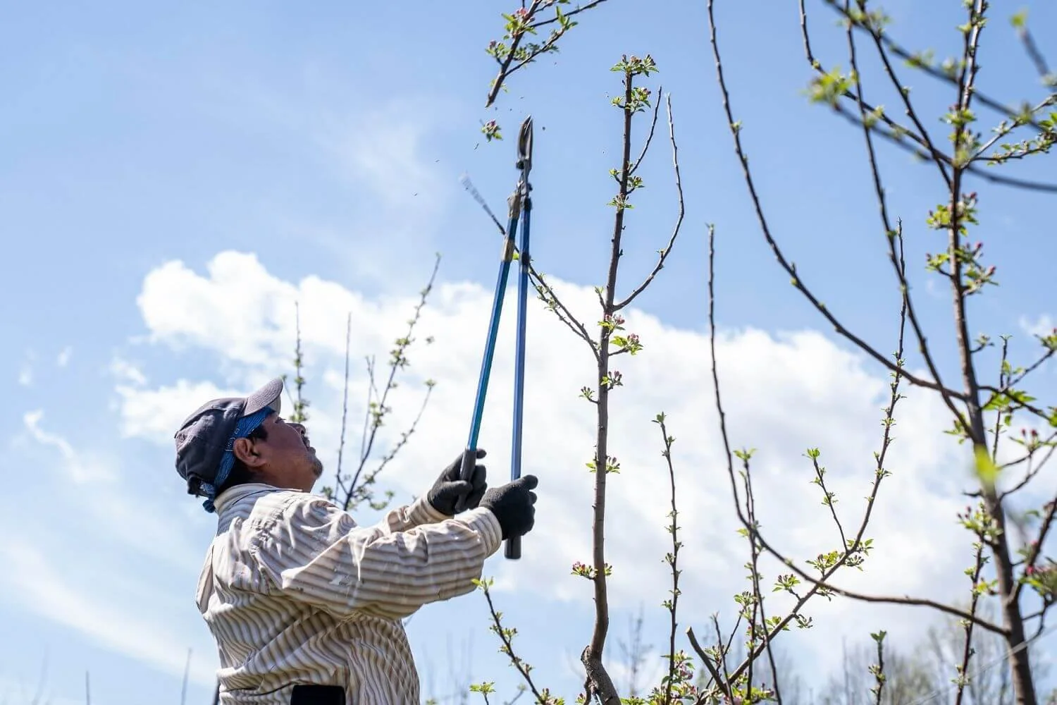 What To Expect From Spring Tree Trimming in Eastern Michigan