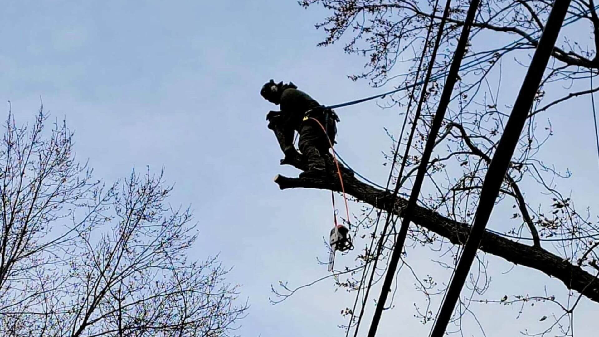 The Best Tree Service for Every Situation: Removal, Trimming, Emergencies &amp; More
