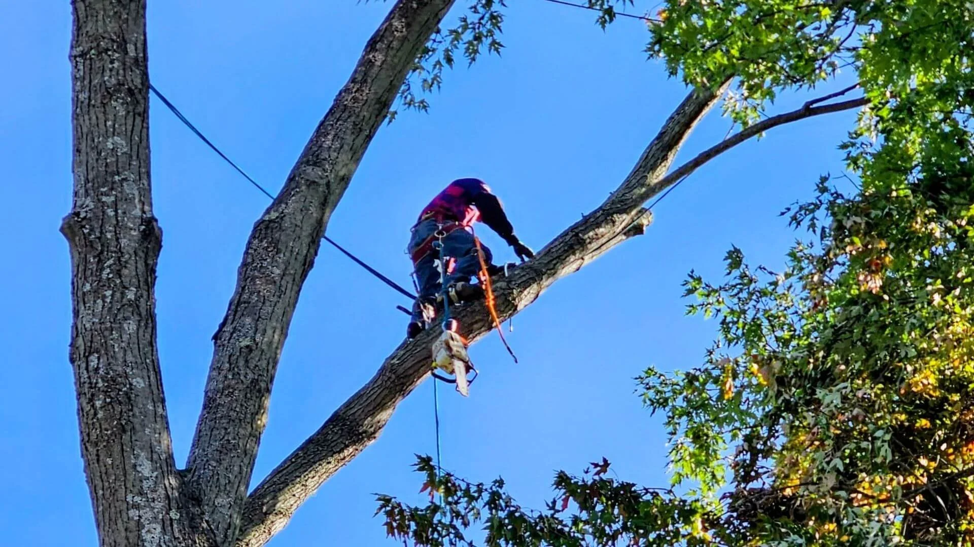 Why Trust Trumpp Tree Service.jpg