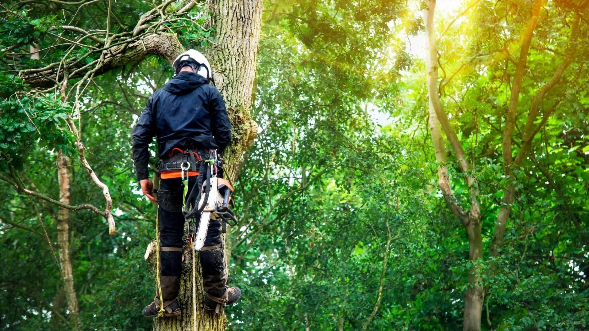 man strapped to tree prepaing to cut it down