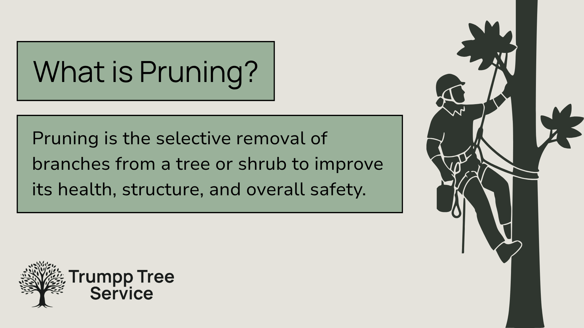 graphic saying the definition of tree pruning