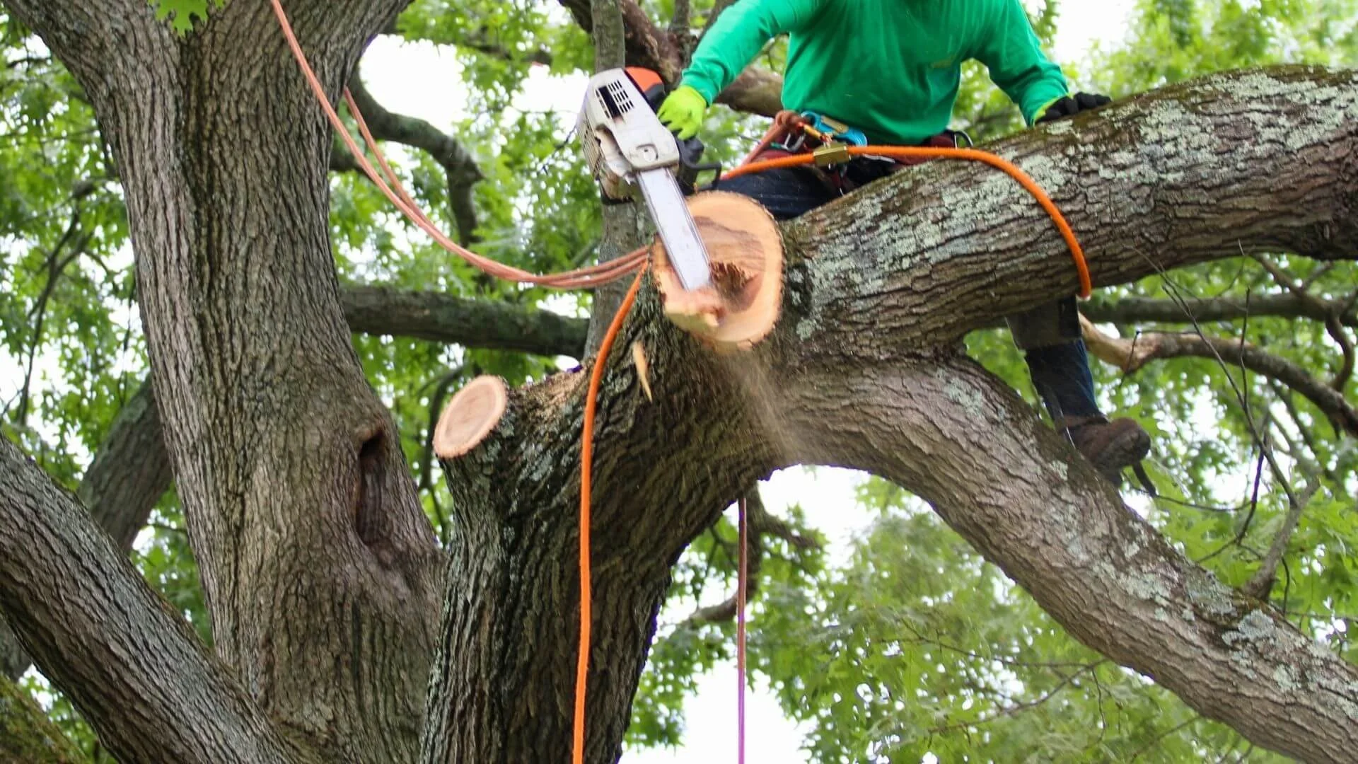 man cutting down a tree branch in the spring