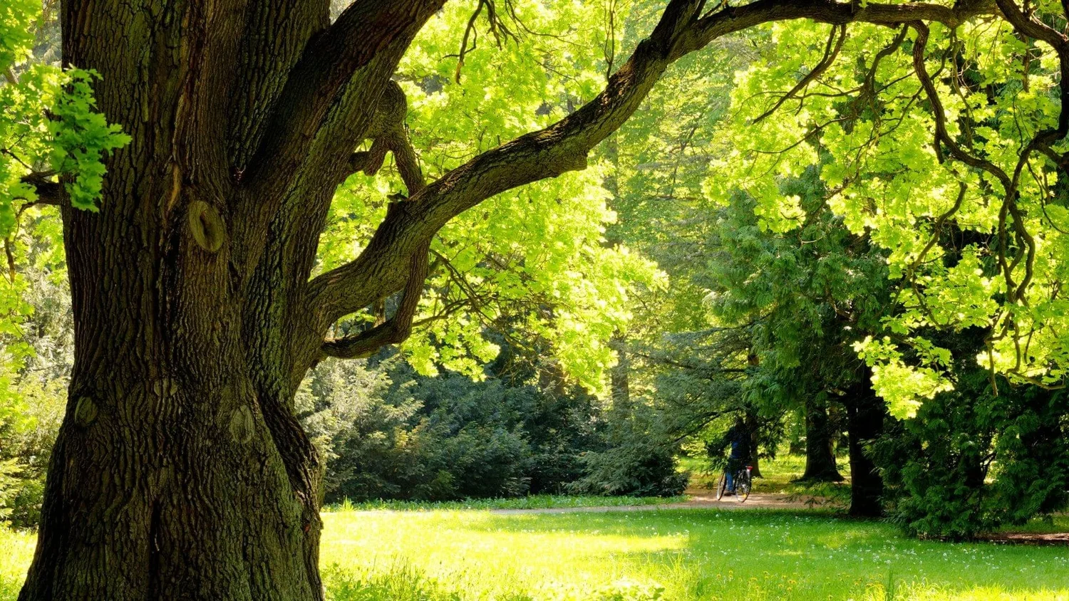 When To Trim Oak Trees: What You Don’t Know May Hurt You — Trust Nick ...