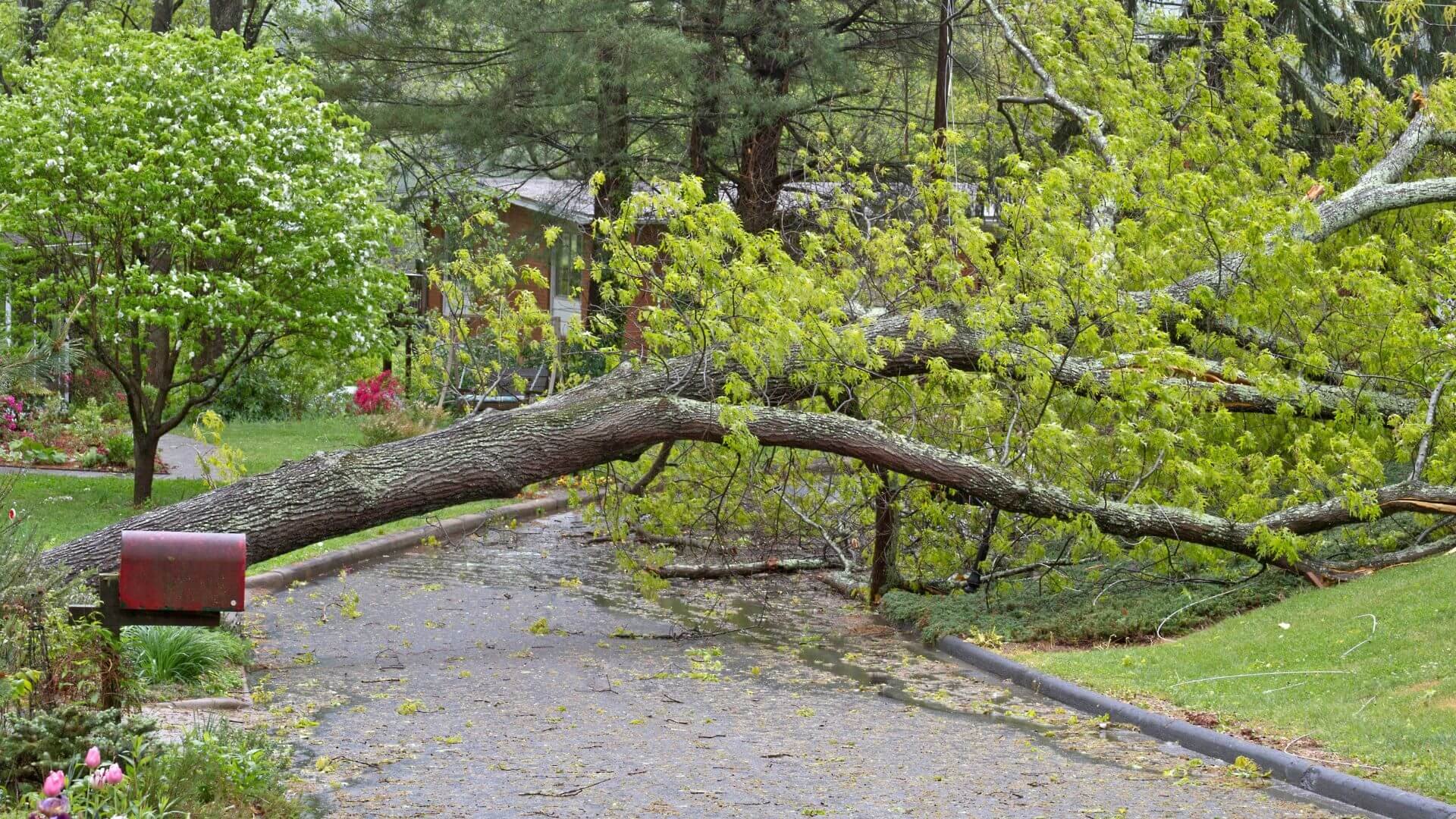 a tree leaning over a driveway after a storm