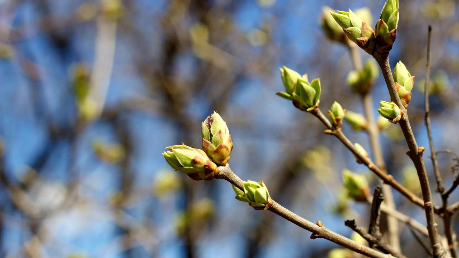 a tree's spring buds