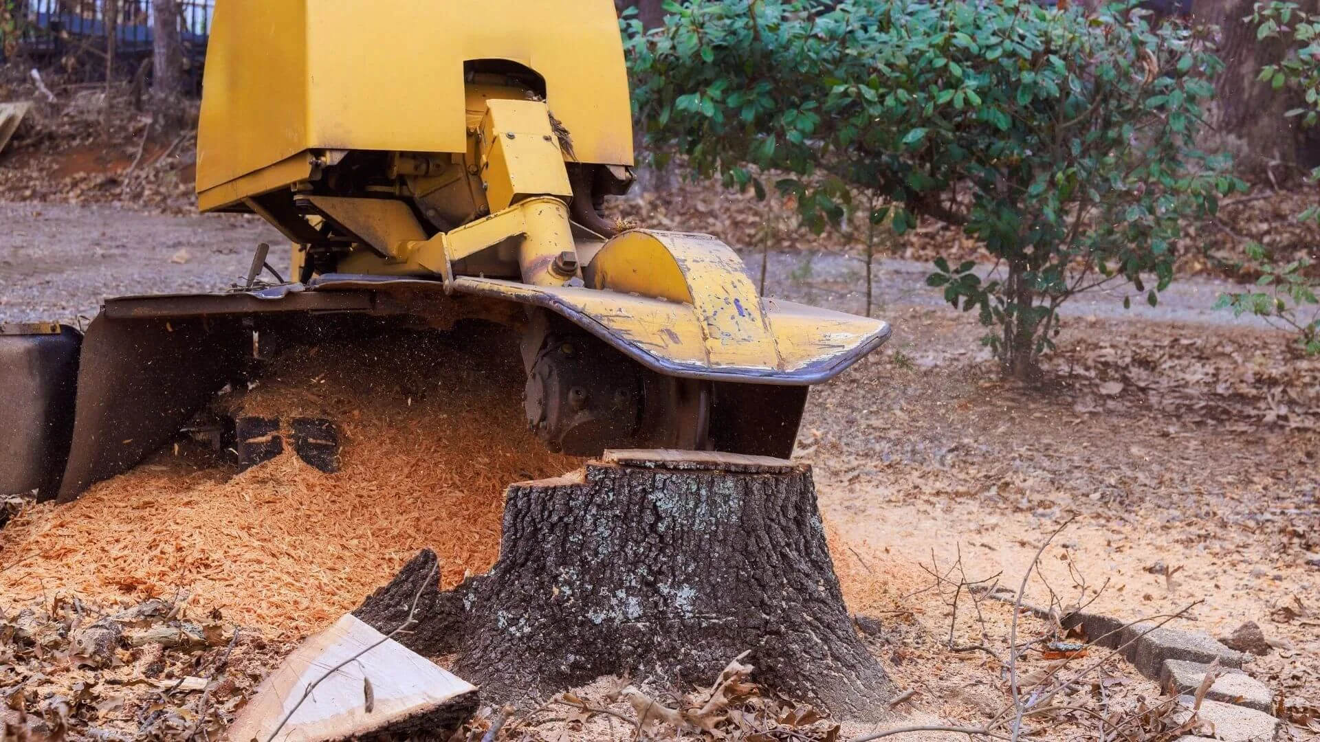 stump grinder removing a tree stump
