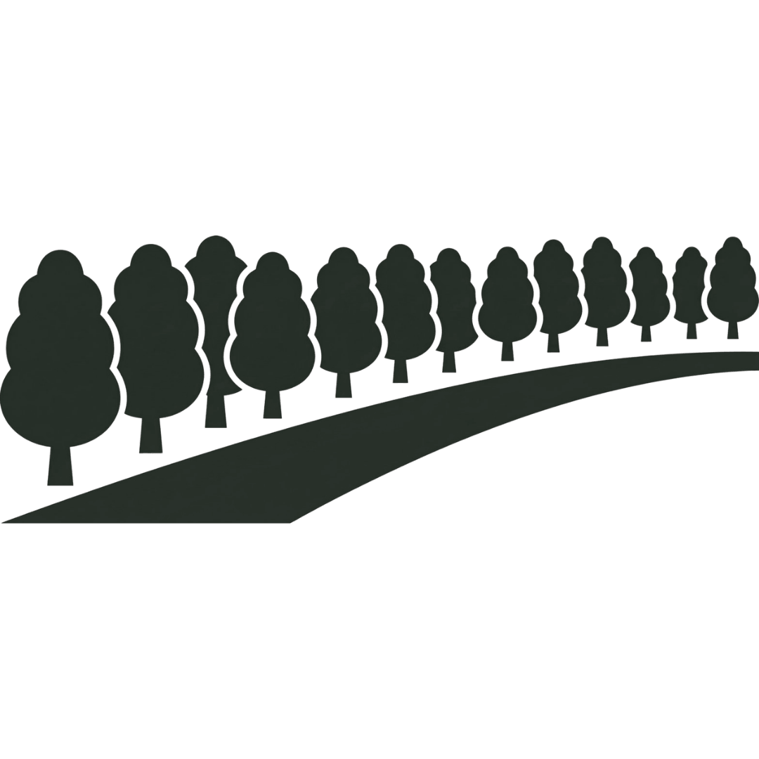 trees lined up
