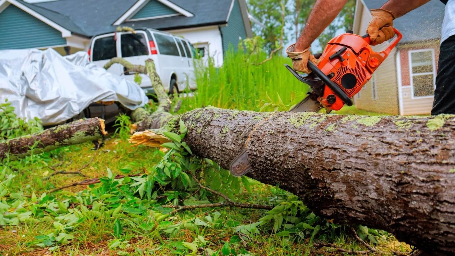 tree being trimmed in the yard