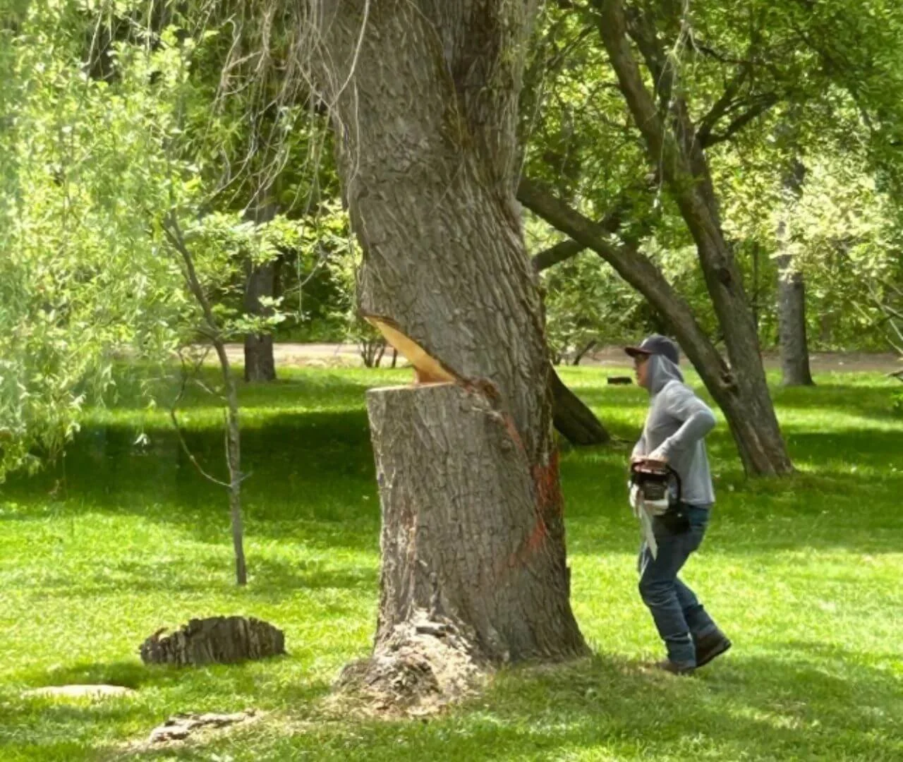 trumpp tree service employee removing a tree