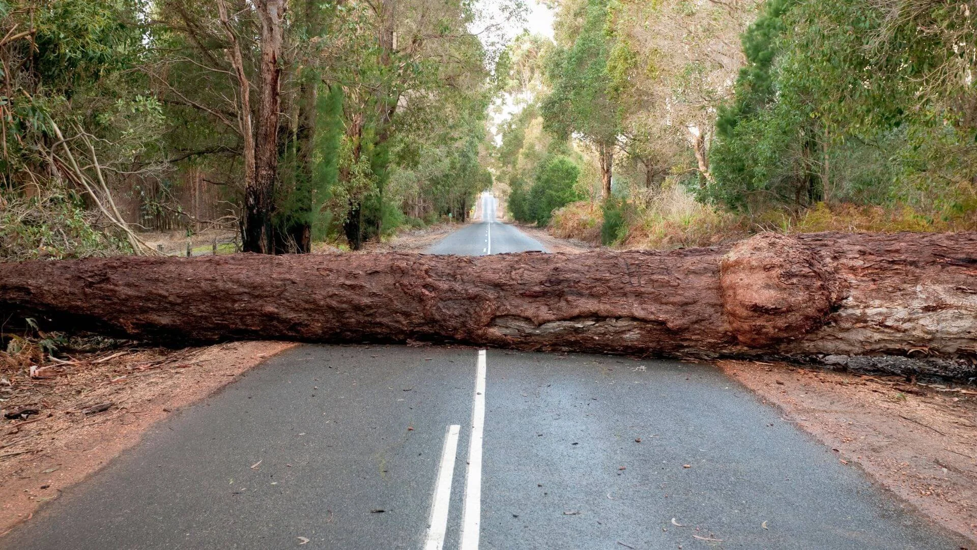 a massive tree that's fallen in the road and needs to be removed