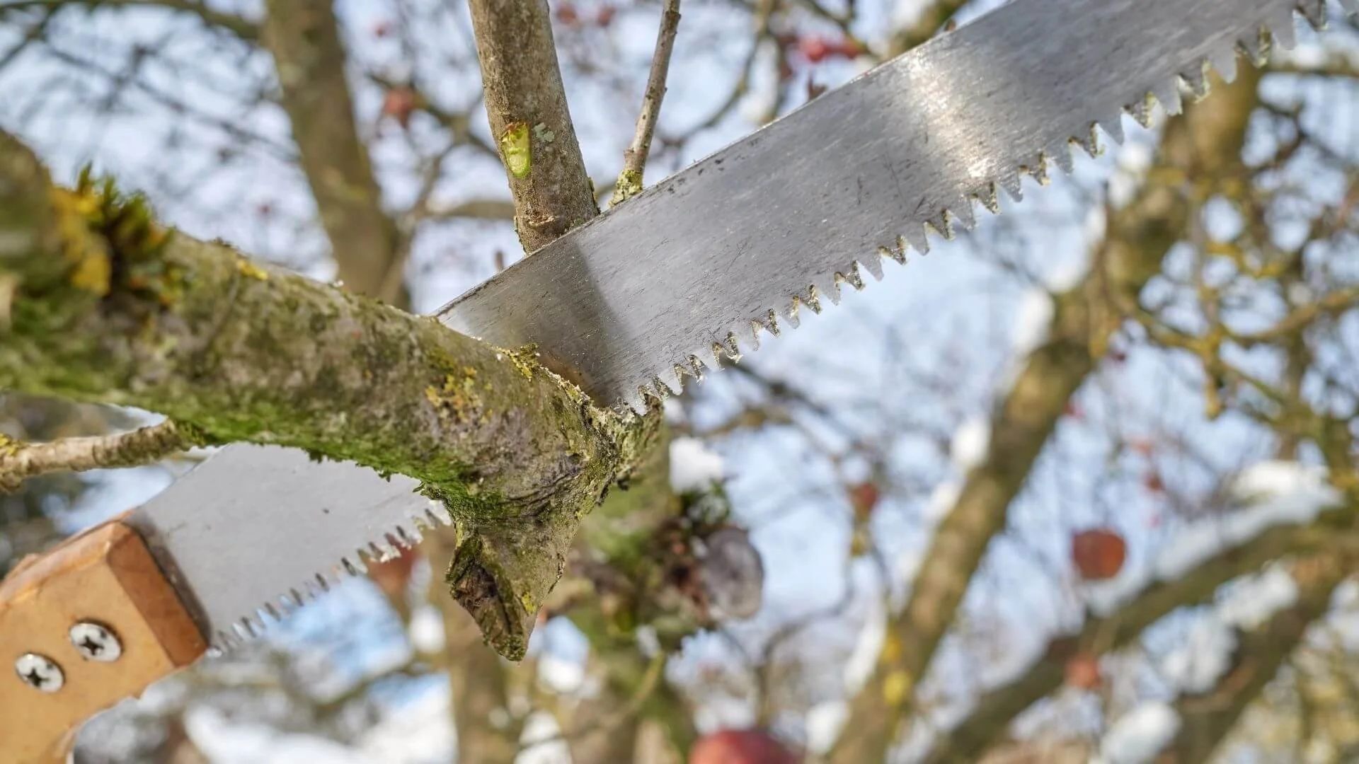 saw cutting part of a tree branch