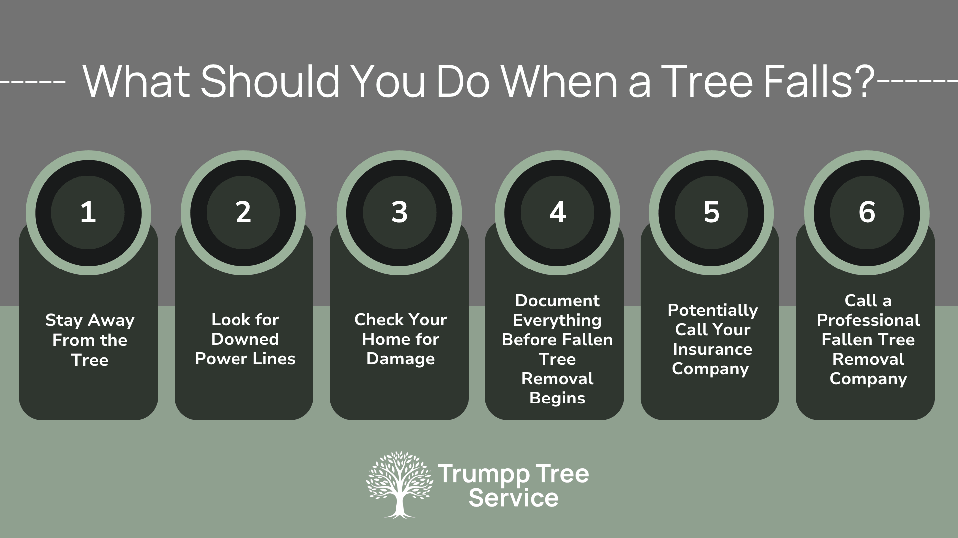 graphic showing what you should do when a tree falls