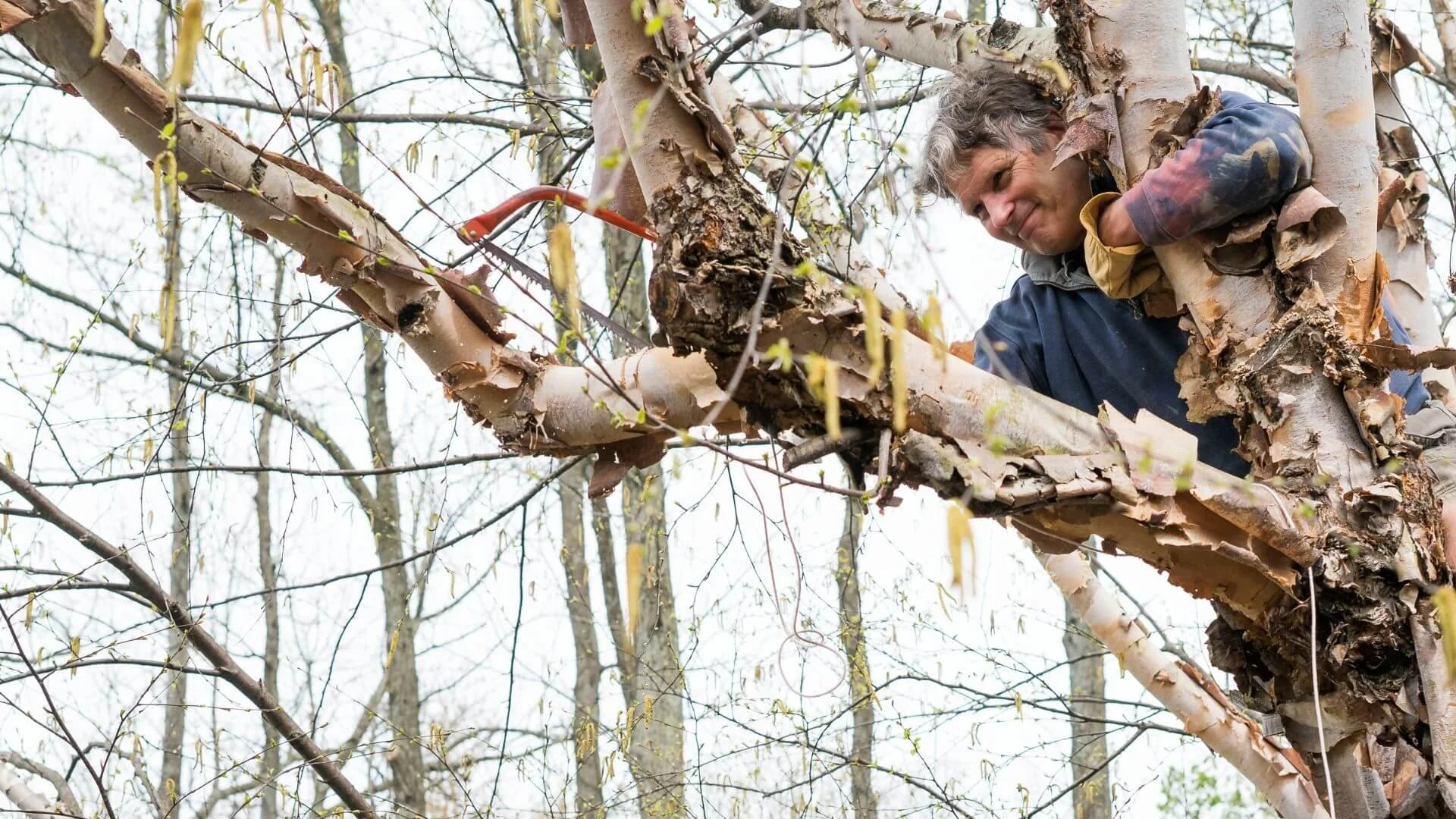 man cutting a tree limb in winter