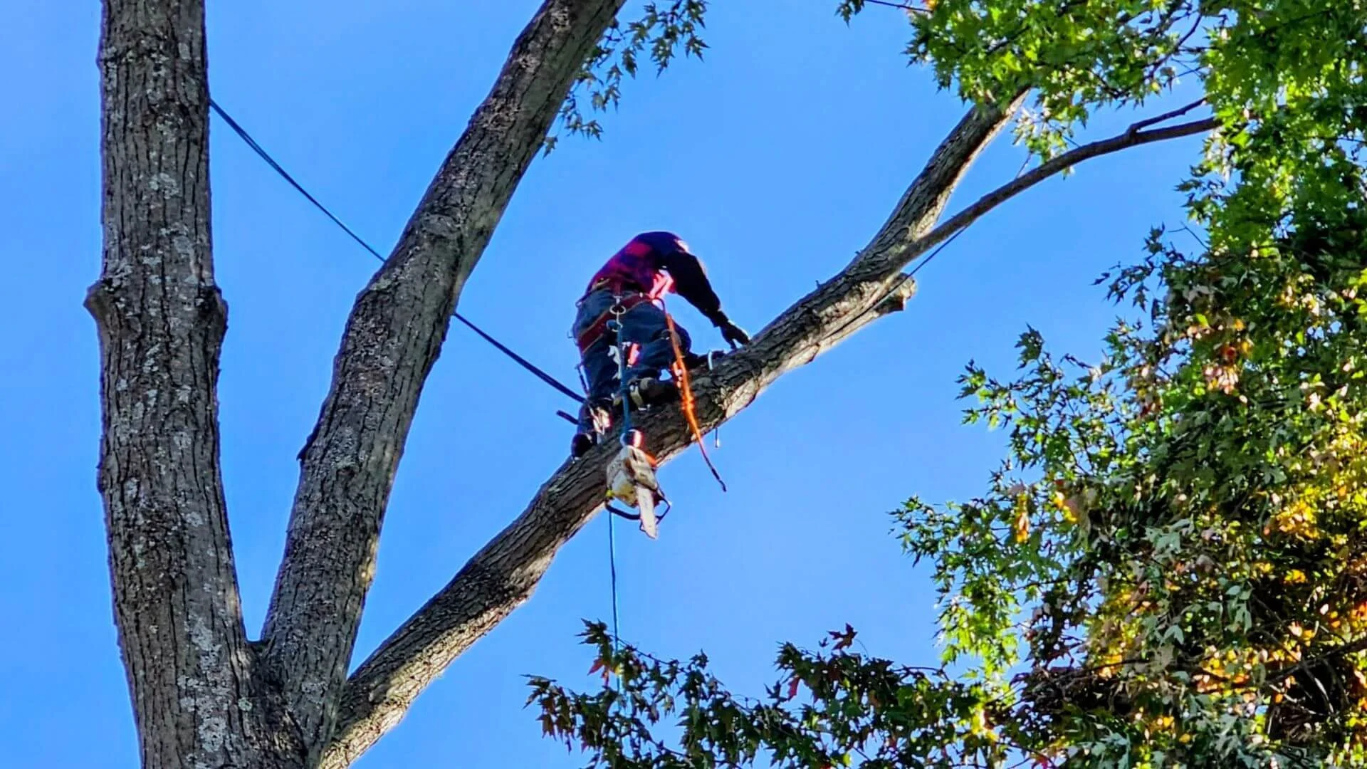 trumpp tree service tree trimmer cutting a branch