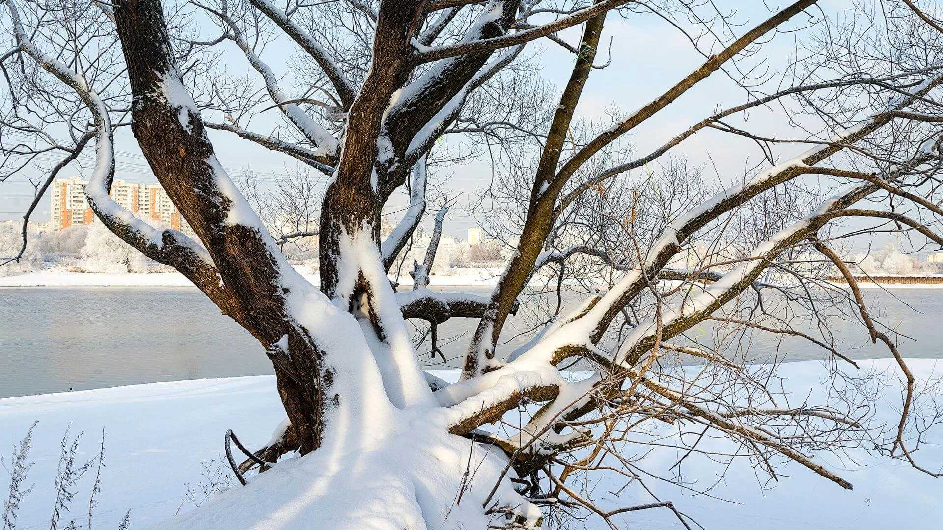 a snow covered tree with commercial buildings in the background