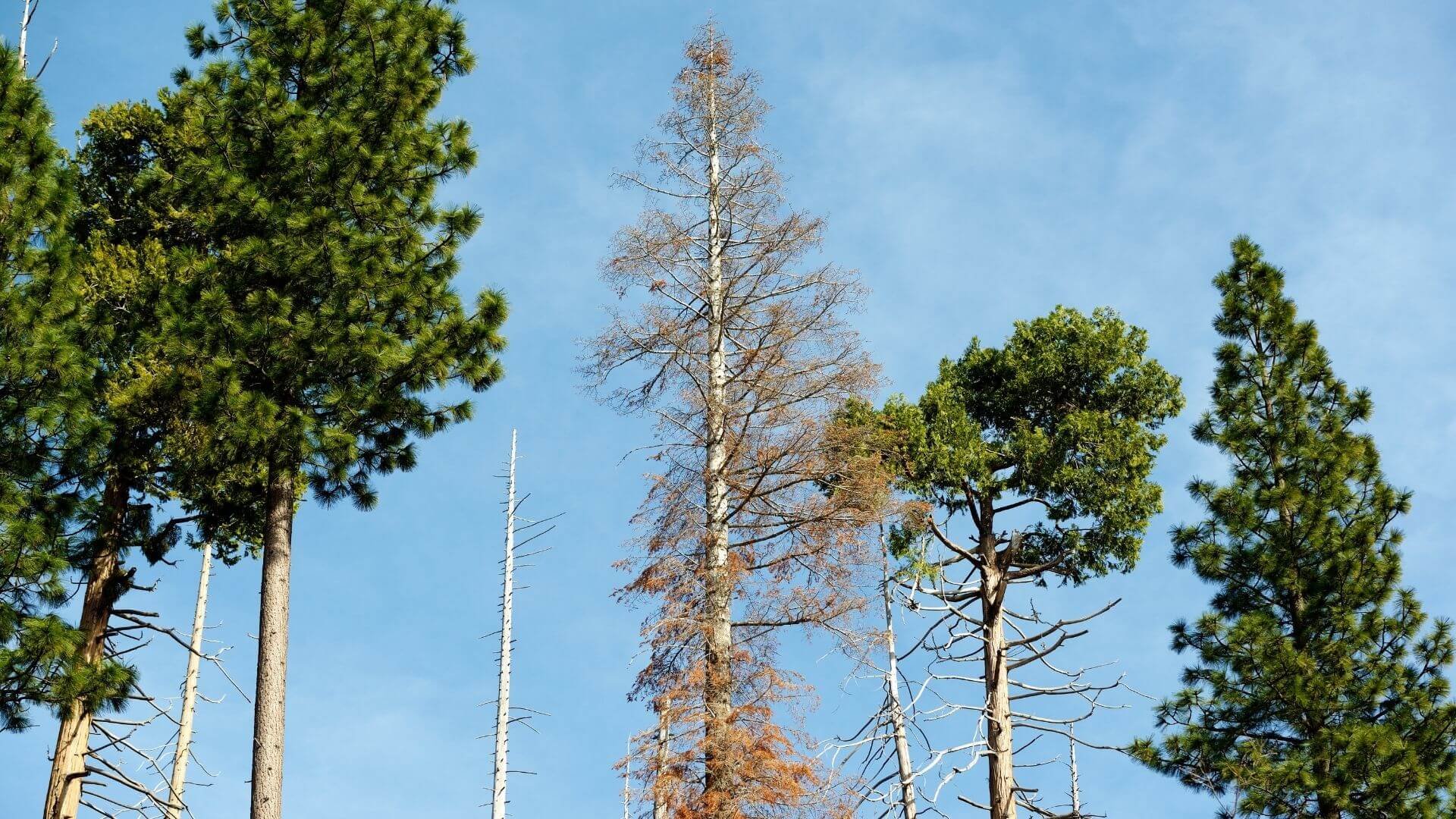 dead tree in the middle of healthy trees