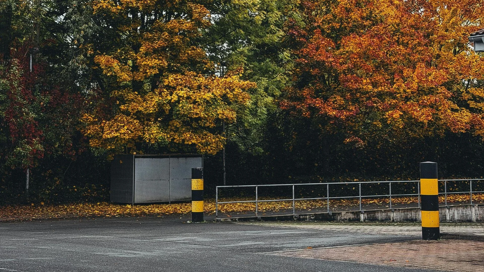 trees overhanding a parking lot
