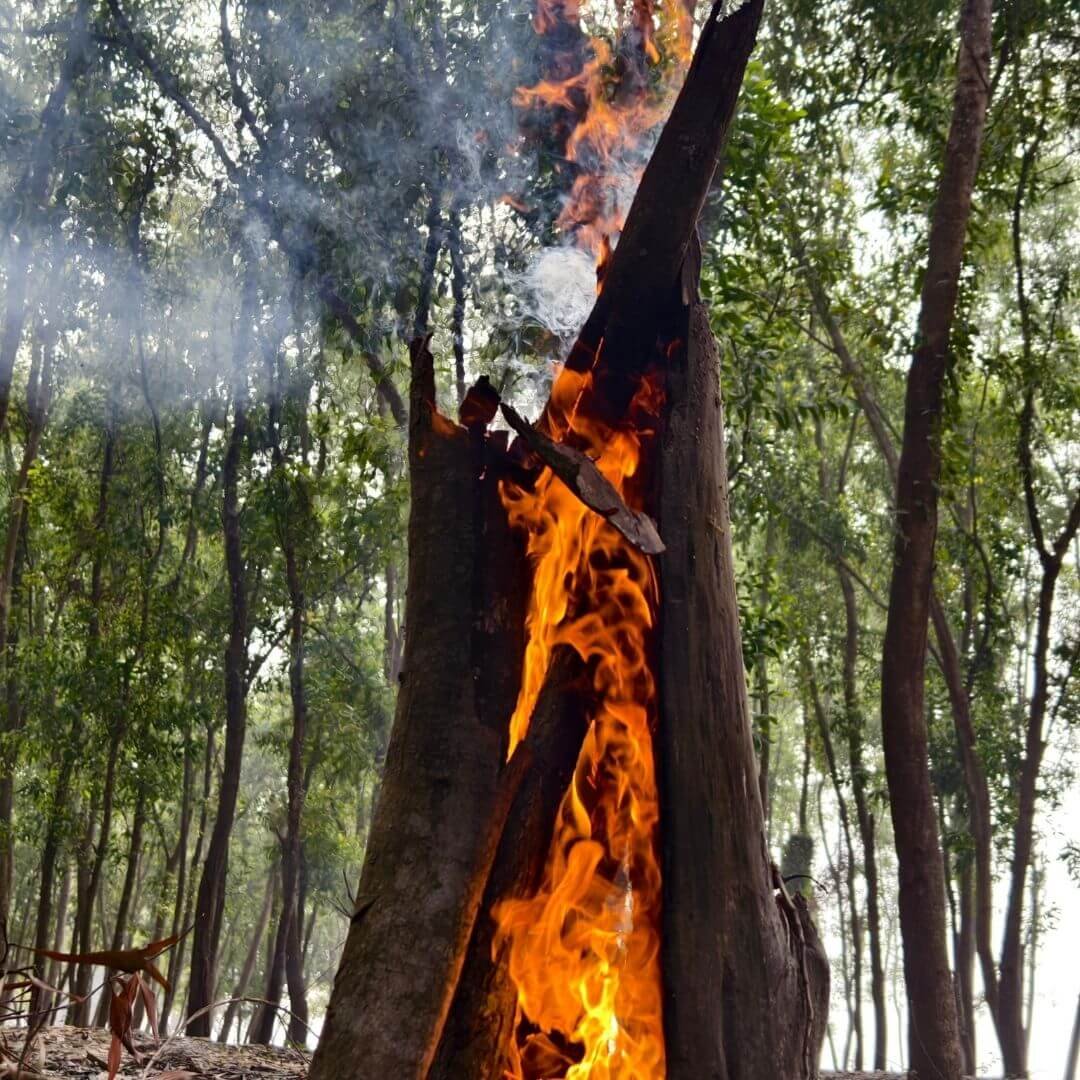 tree stump on fire