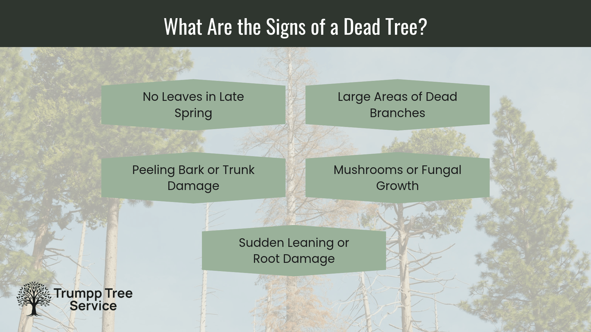 graphic showing the signs of a dead tree