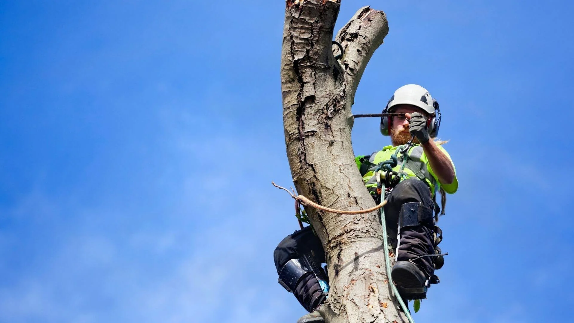 man safely strapped to a tree while he cuts it down