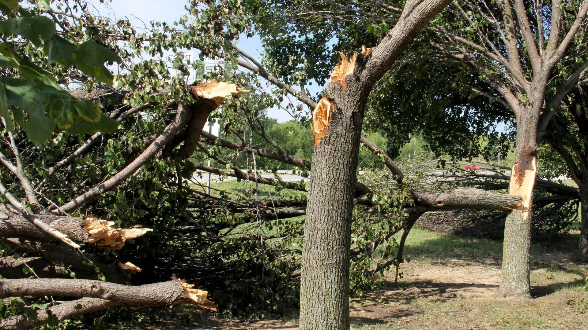 a cracked and broken tree limb