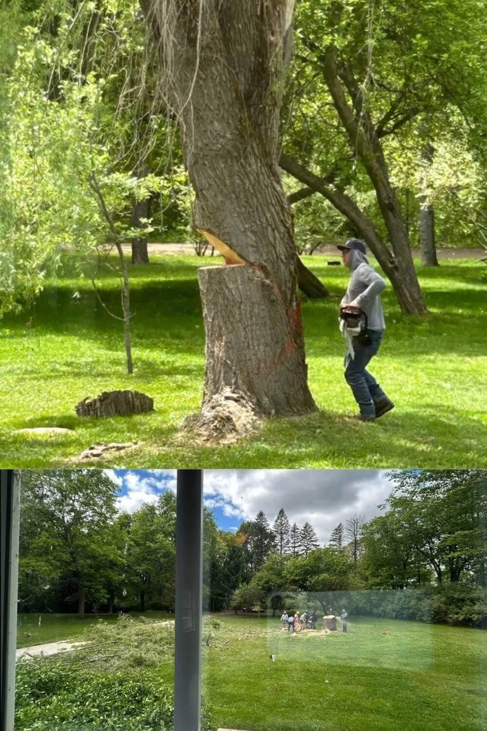 Previous Jobs — Trust Nick The Tree Guy For Your Tree Services