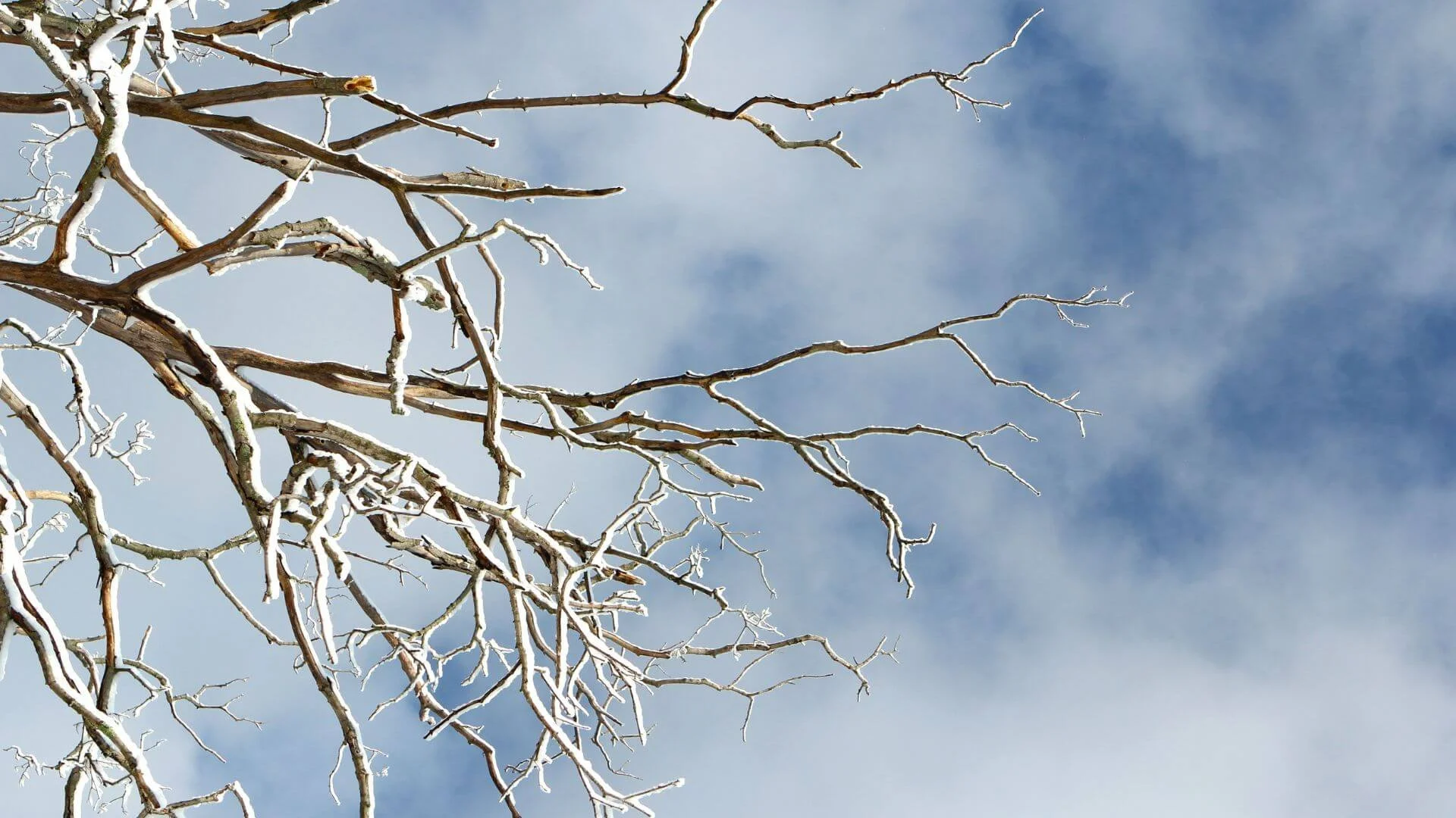 snow covered tree brances