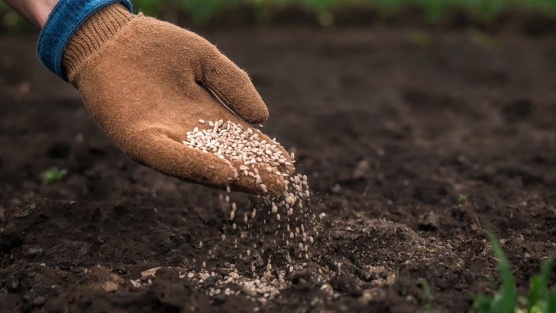 hand putting nutrients into the soil