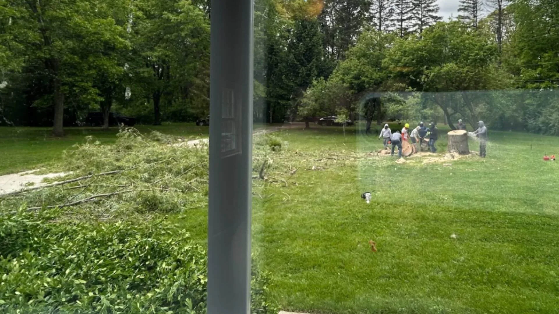 the trumpp tree service crew working on removing a tree