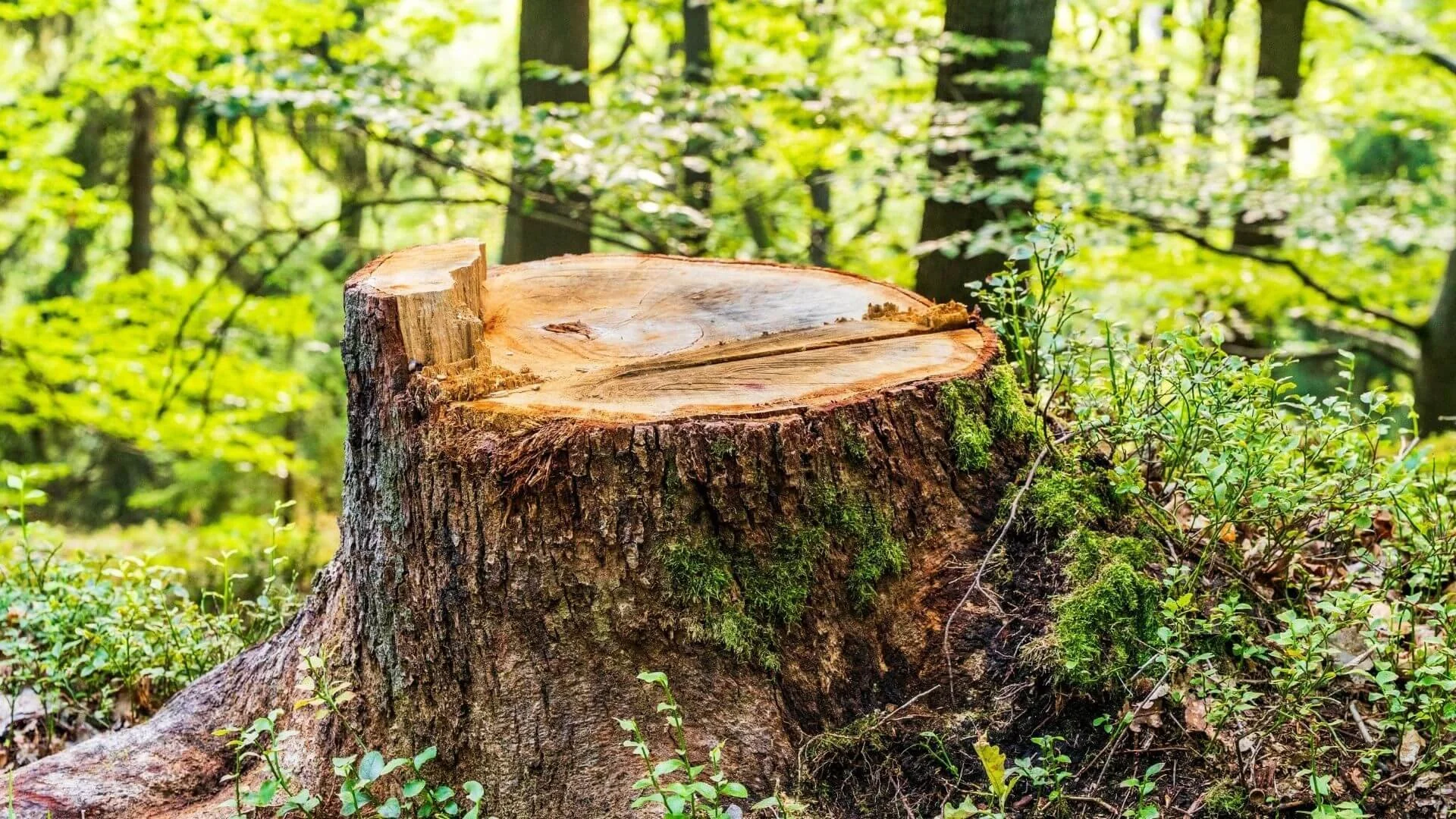 tree stump in a forest