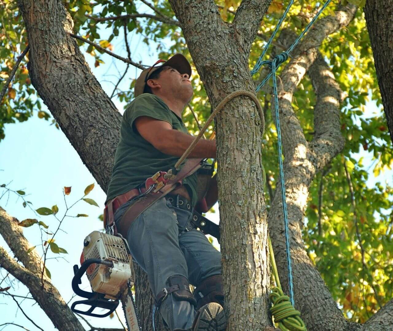 trimming a tree