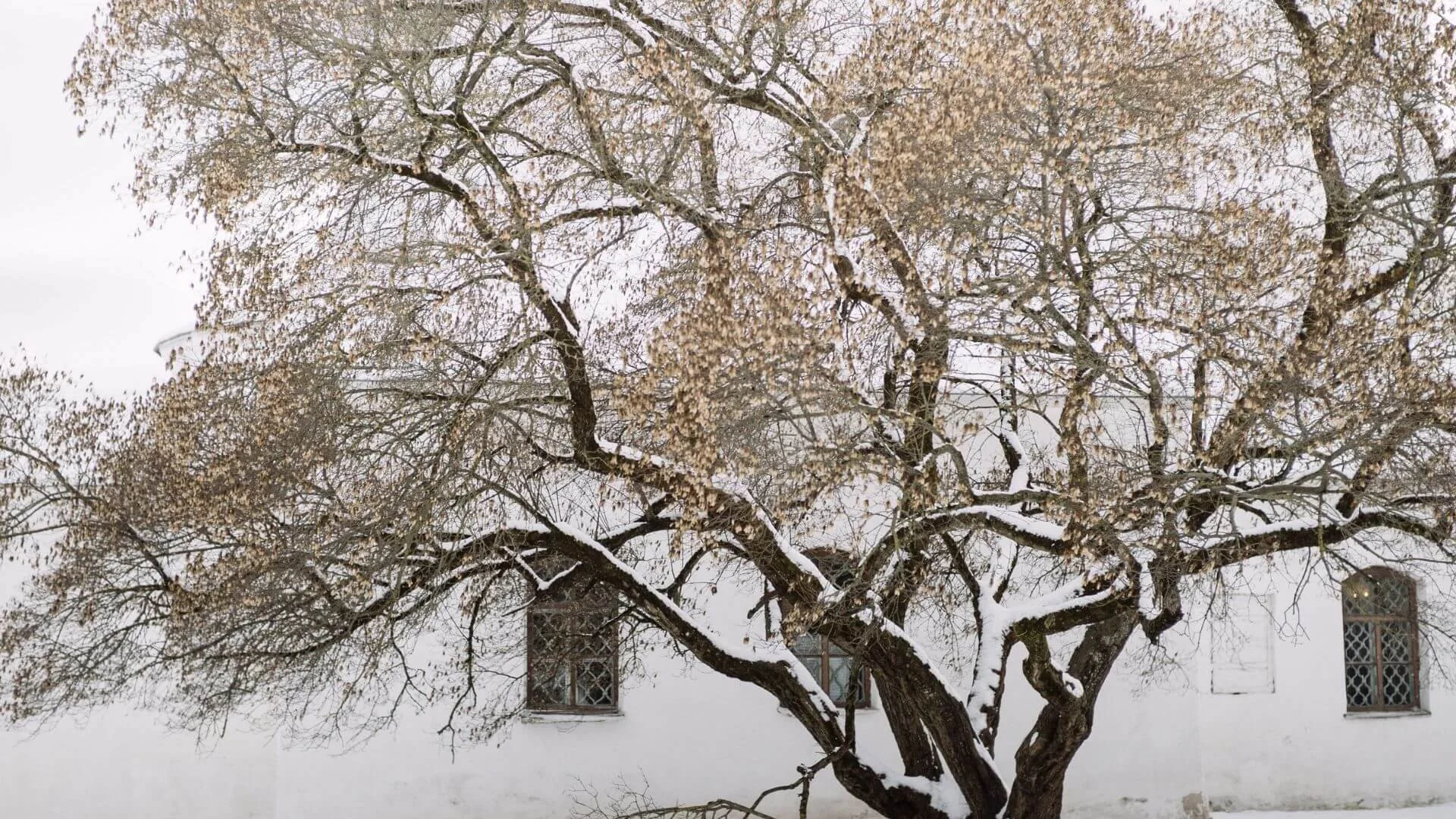 a dormat tree in winter