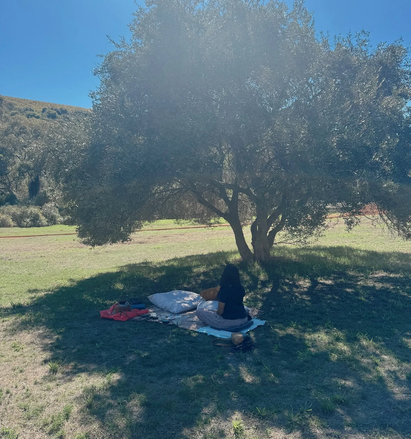 Nature is the original healer, so it&rsquo;s been lovely working with Her in some of my recent, longer tarot and channelling sessions. With some added ceremonial Cacao and White Rose plant spirit allies. 🌲 

This is my new Northern Suburbs session s