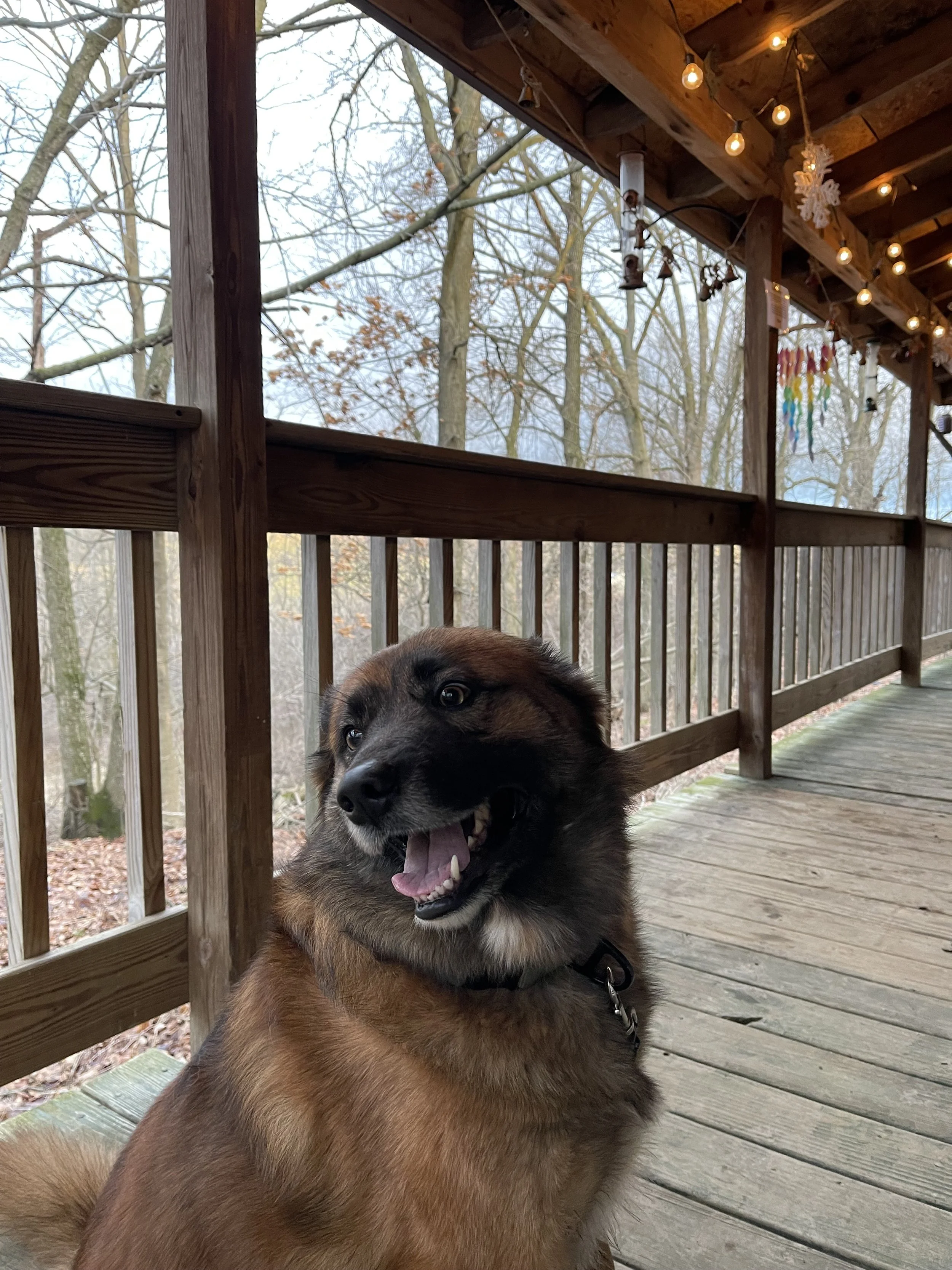 Smiling brown and black dog sitting on a wooden deck with string lights and leafless trees in the background.